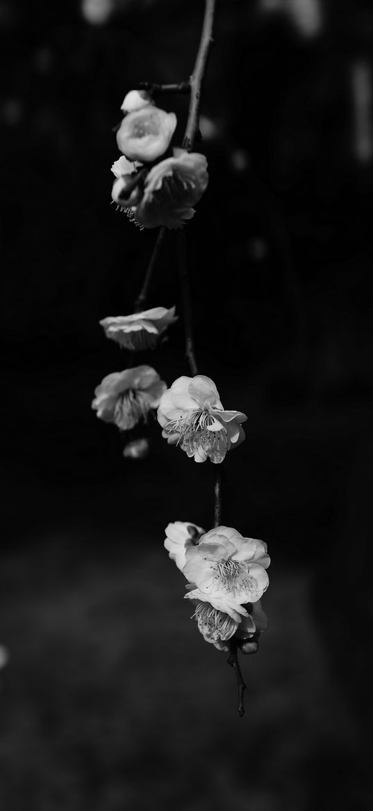 flowers, bw, flowering, macro, branch, spring