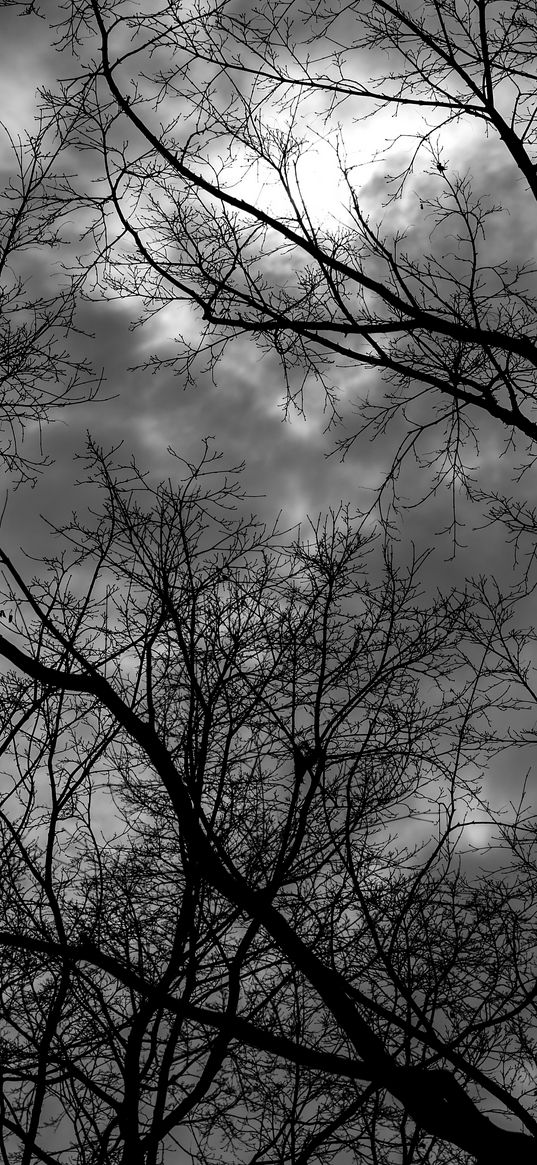 branches, bw, trees, sky, gloomy, clouds