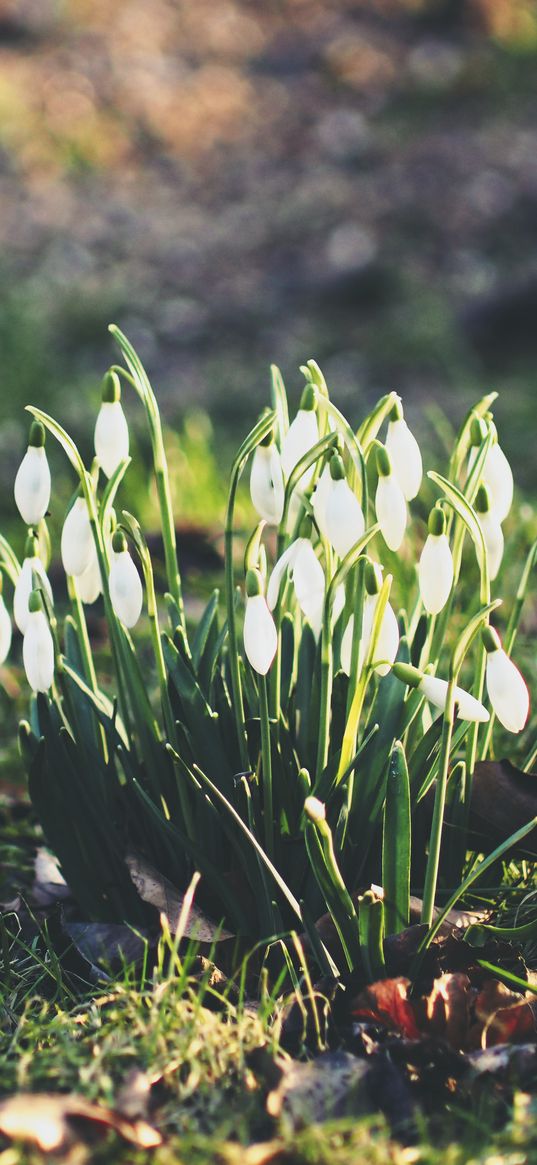 snowdrops, flowers, flowering, foliage