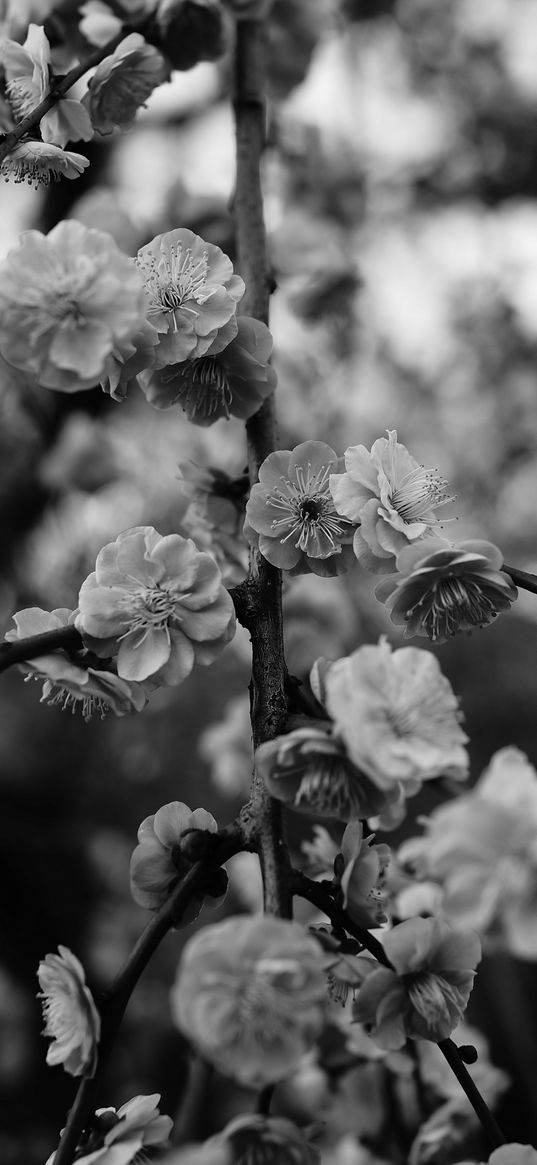 flowers, macro, bw, branch, flowering, bush