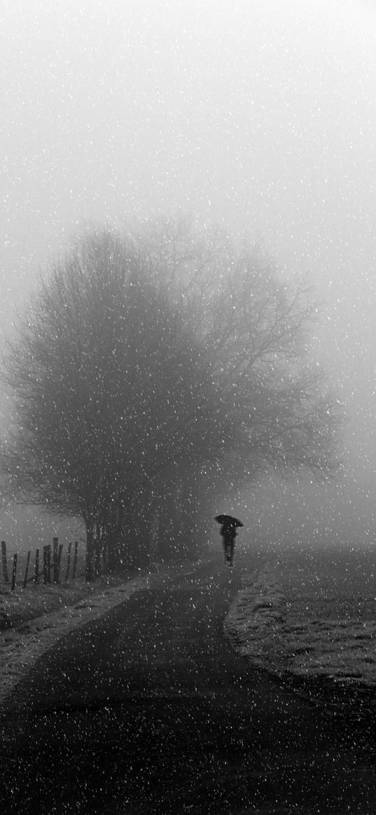 silhouette, bw, snowfall, tree, umbrella, path