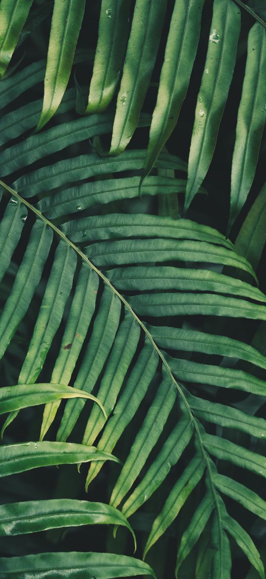 leaf, plant, green, carved, vegetation, branch