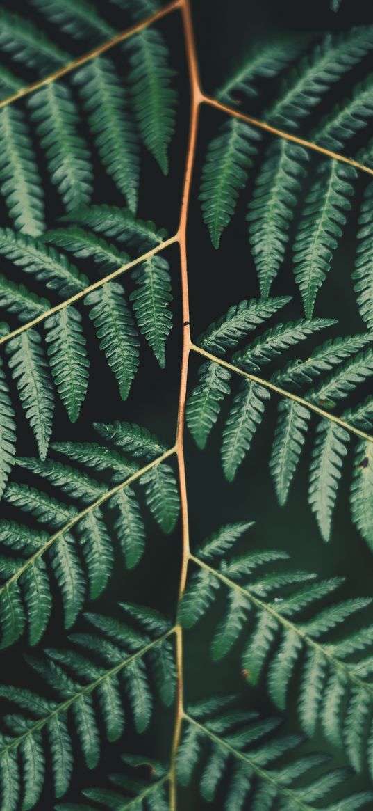 fern, leaf, plant, carved, branch, green