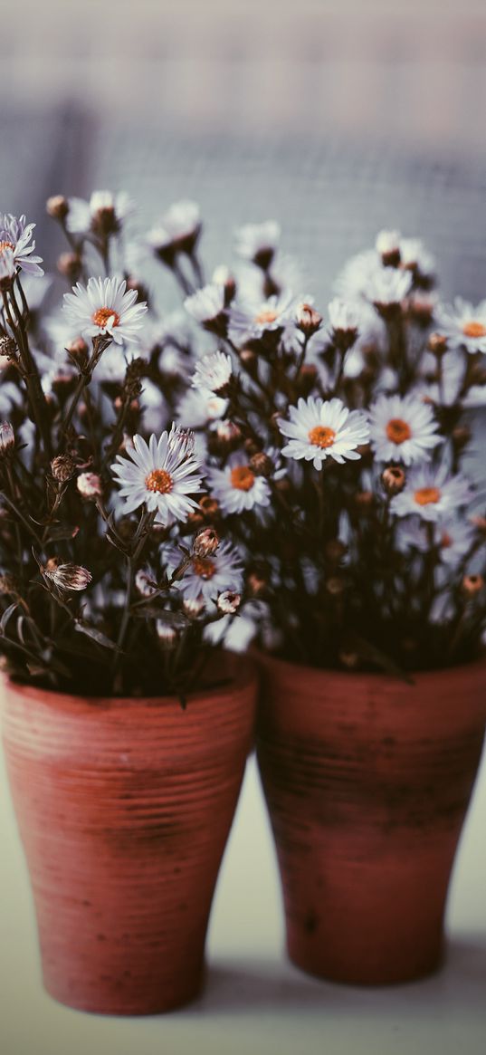 flowers, vase, blur, bouquets