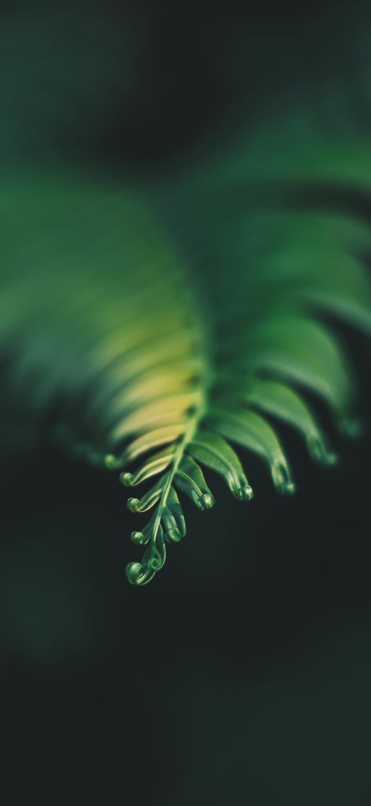 plant, leaf, carved, blur, green