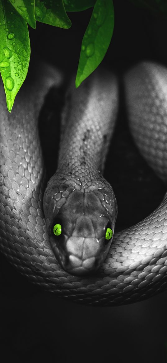 snake, photoshop, leaves, eyes, reptile