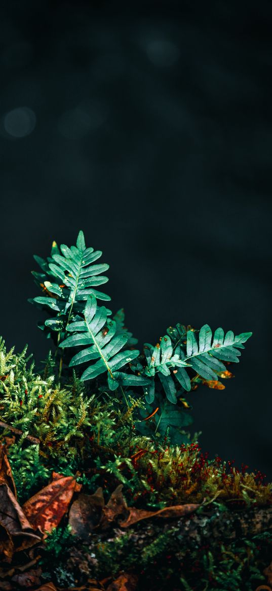 fern, leaves, plant, green, carved