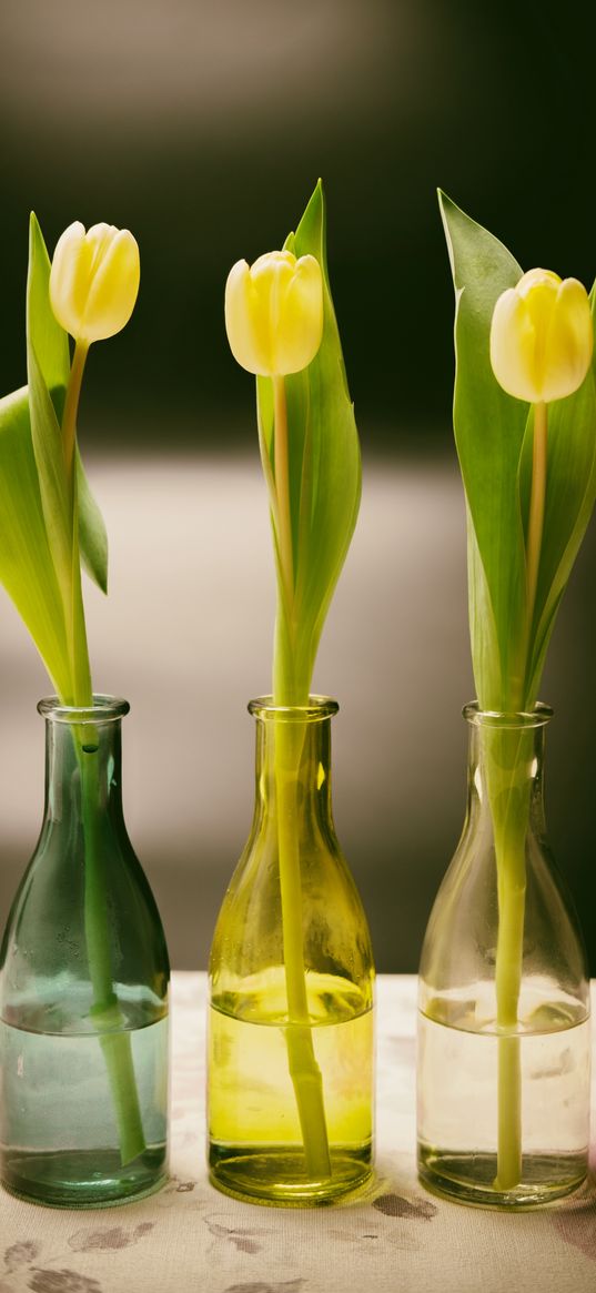 tulips, bottles, vase, spring