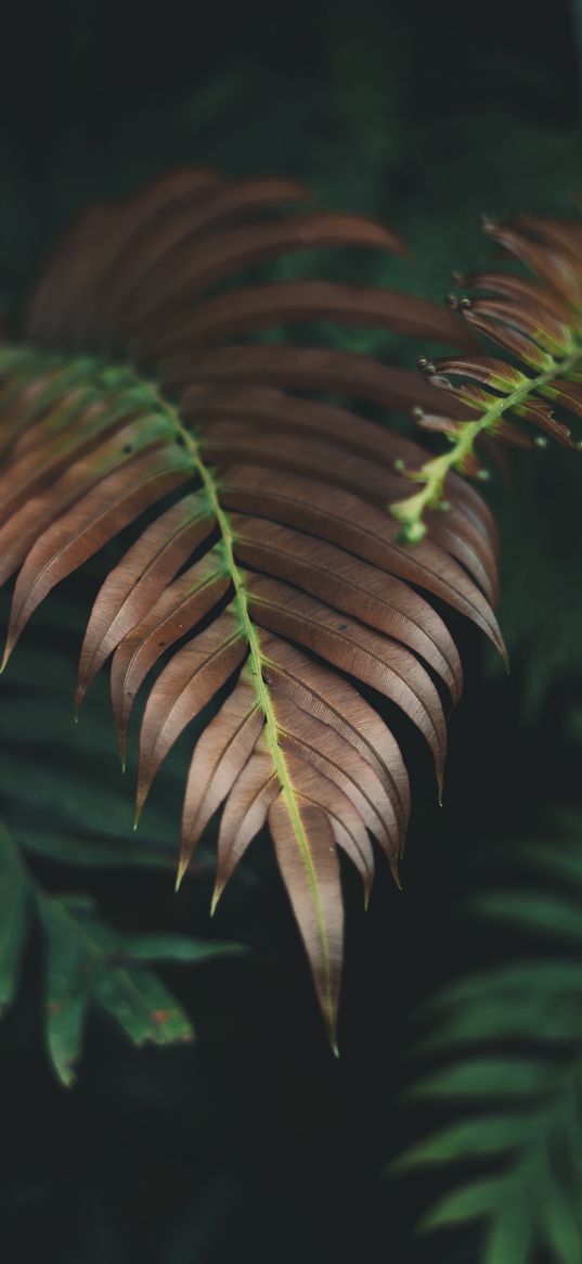 plant, leaves, macro, carved, dry