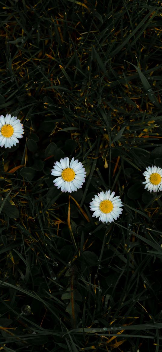 chamomile, flowers, grass, bloom