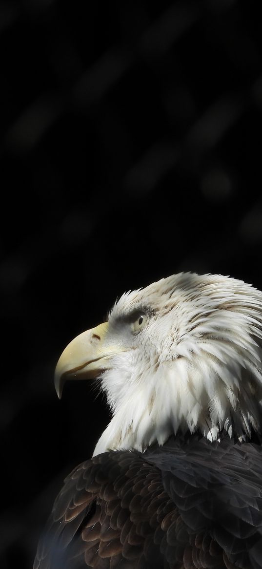 bald eagle, eagle, bird, beak, feathers, predator