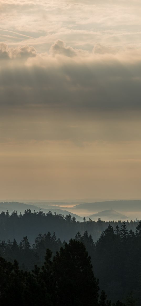 morning, forest, horizon, distance, schwarzwald