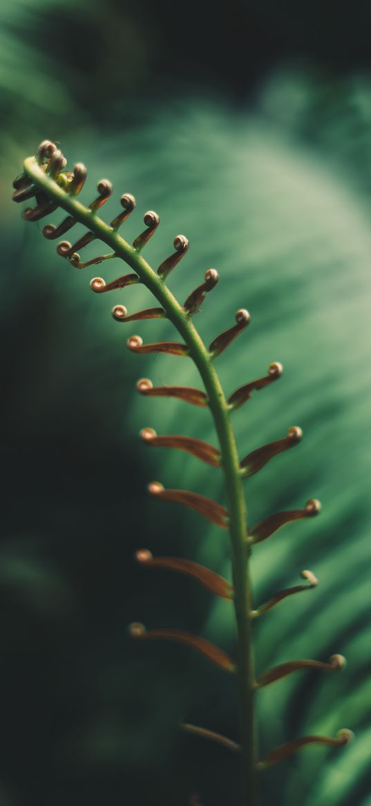 fern, branch, leaves, tropical, plant