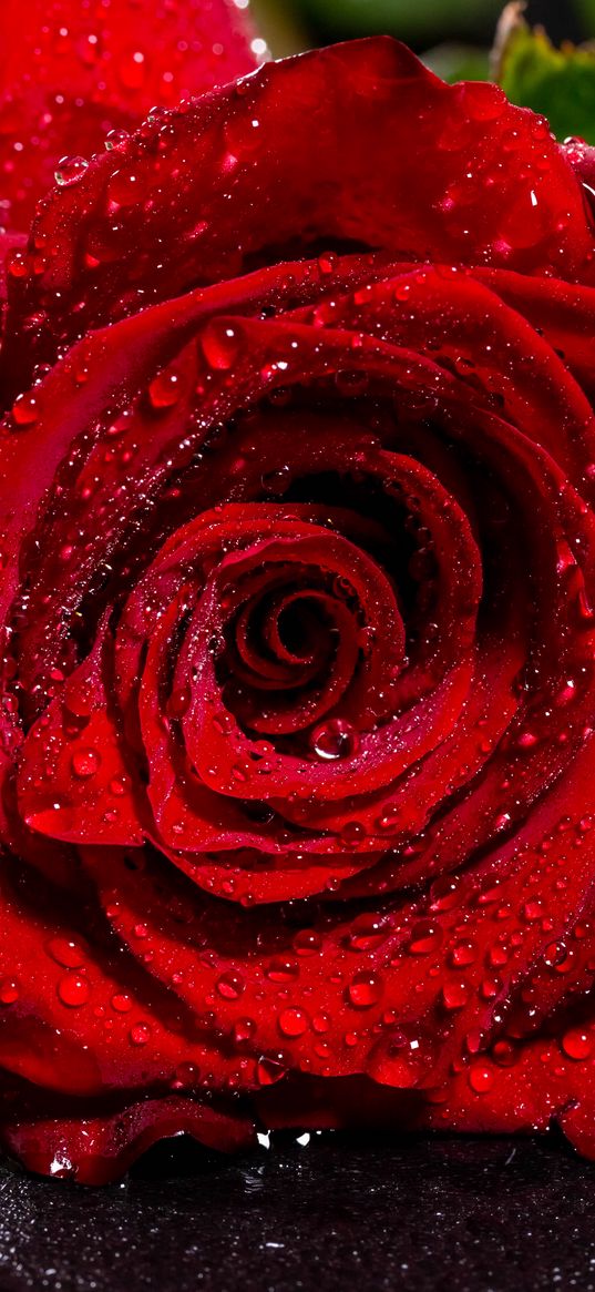 rose, red, wet, petals, drops