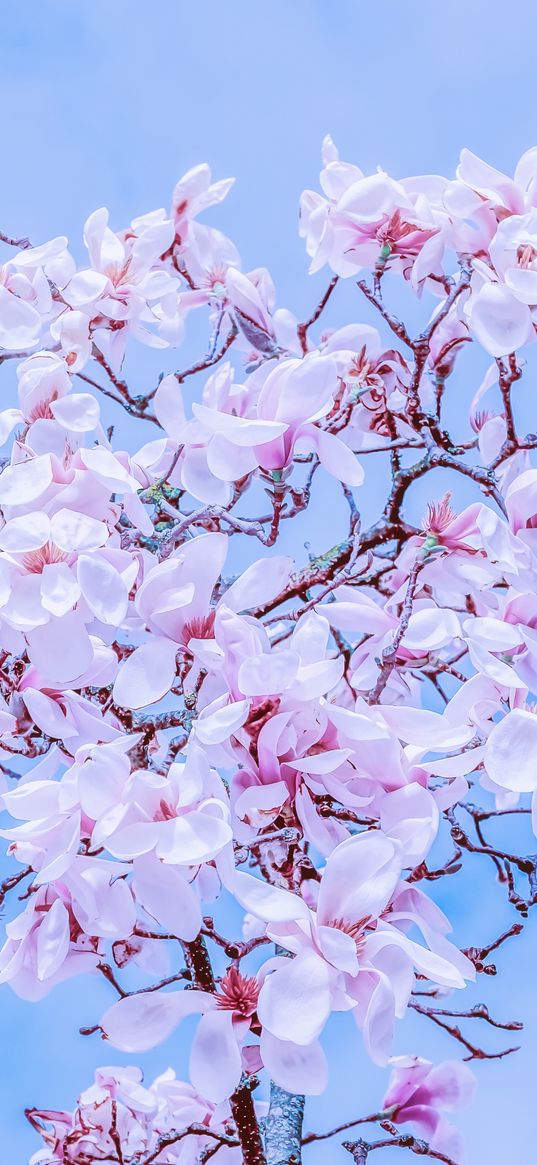 magnolia, flowers, flowering, branches, sky