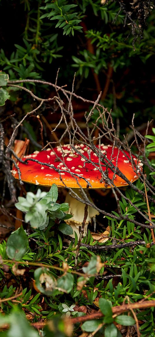 grebe, mushroom, grass, vegetation