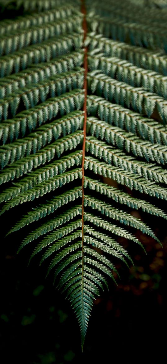 fern, sheet, carved, green, branch