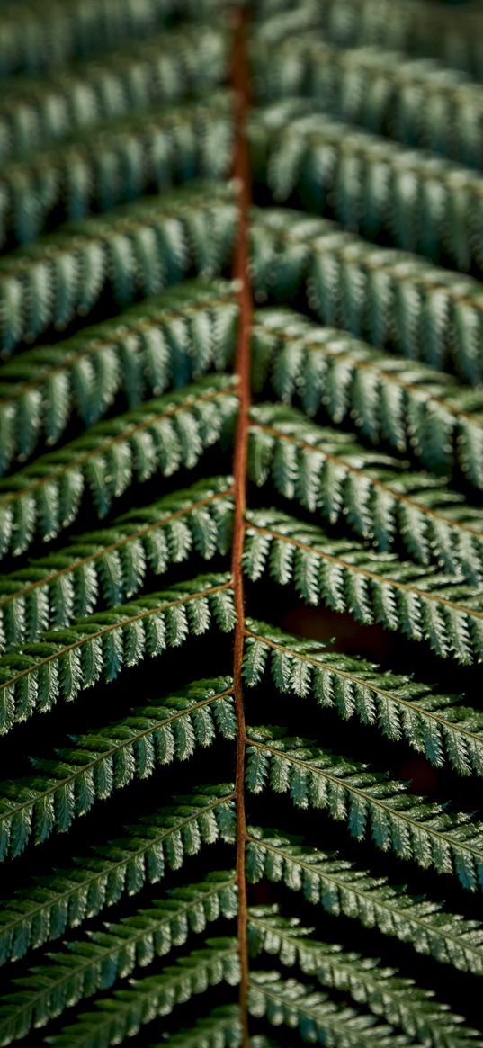 fern, leaves, green, carved, macro, branch, plant