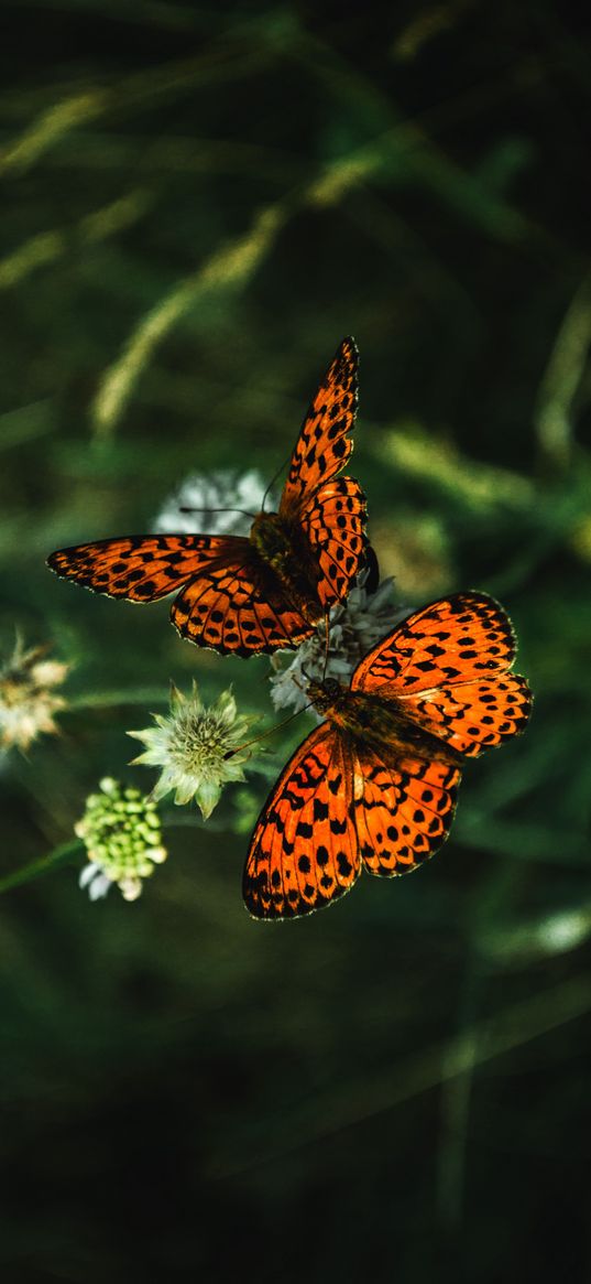 butterflies, machaons, flowers, grass, insects