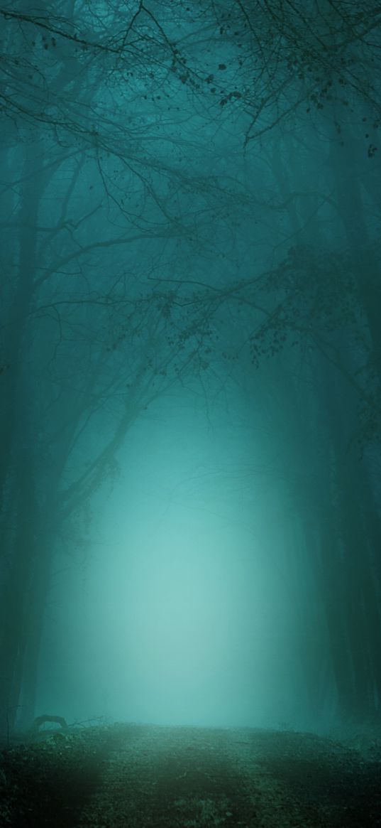 forest, fog, path, trees, twilight