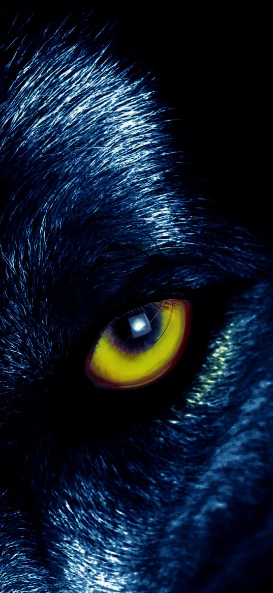 wolf, eyes, predator, sight