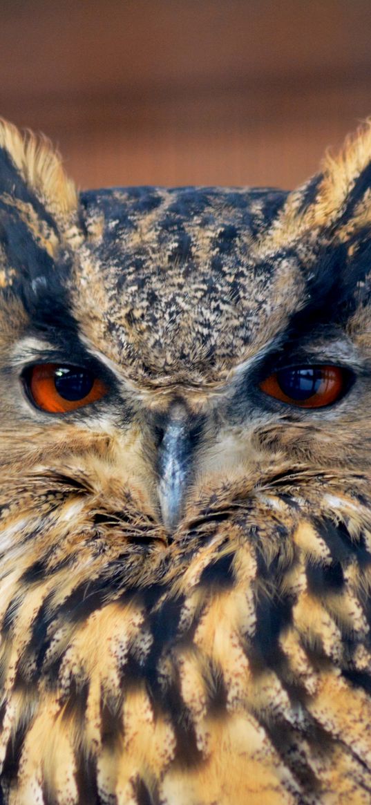 owl, bird, head, glance, eyes, beak, feathers