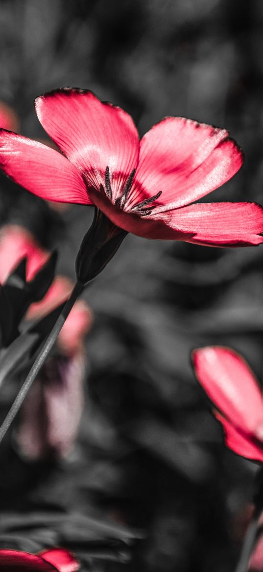 flower, pink, blooms, field, contrast