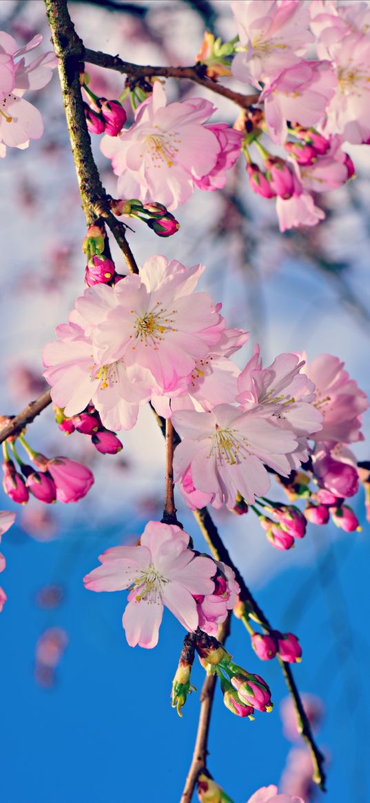 apple, branch, flowers, buds, pink, spring