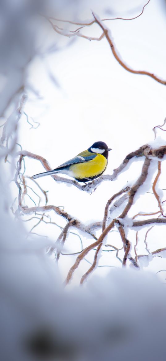 chickadee, branch, snow, bird, yellow, sits, winter