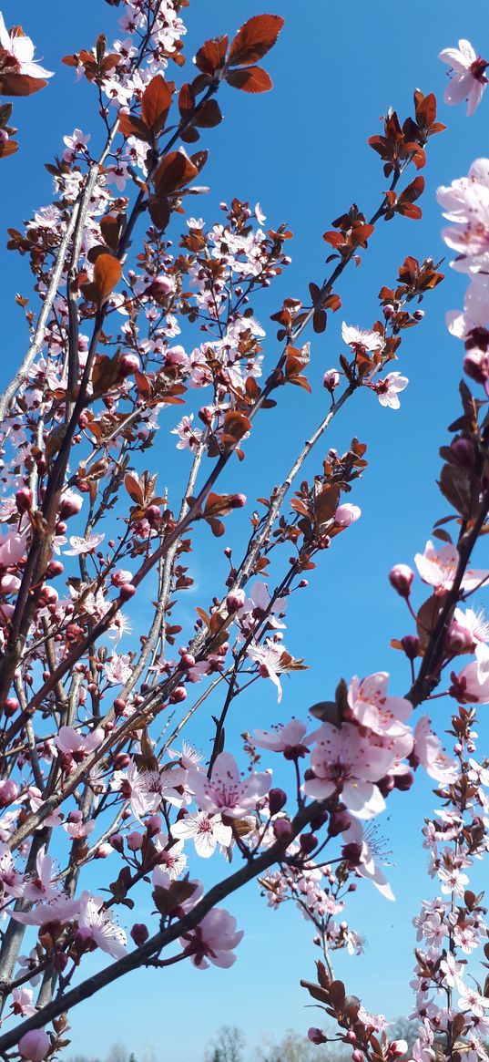 sakura, flowers, branches, blooms, pink, delicate