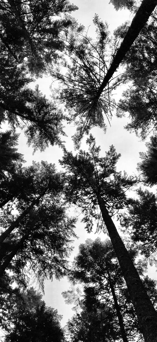 trees, crowns, forest, tops, bw, view, dizzy