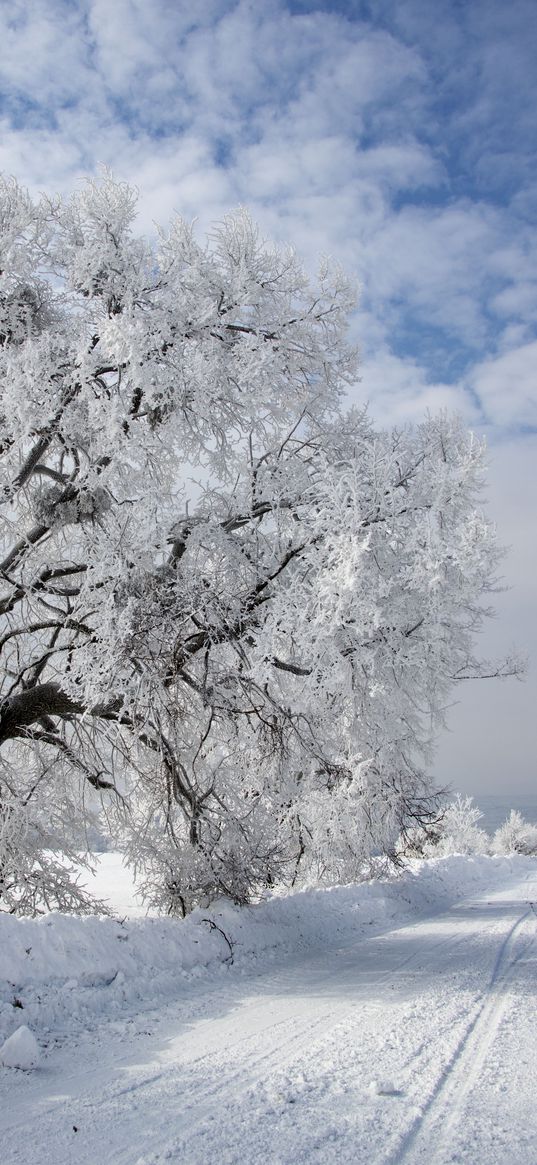 tree, oak, snow, road, winter, spreading, branched