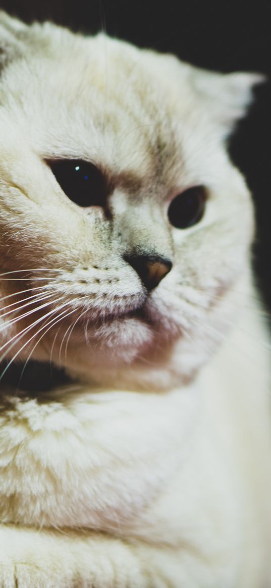 scottish fold, cat, white, pet, muzzle, glance, dark eyes