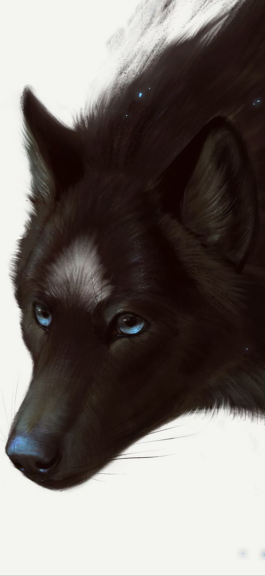 wolf, black, predator, blue-eyed, muzzle, art