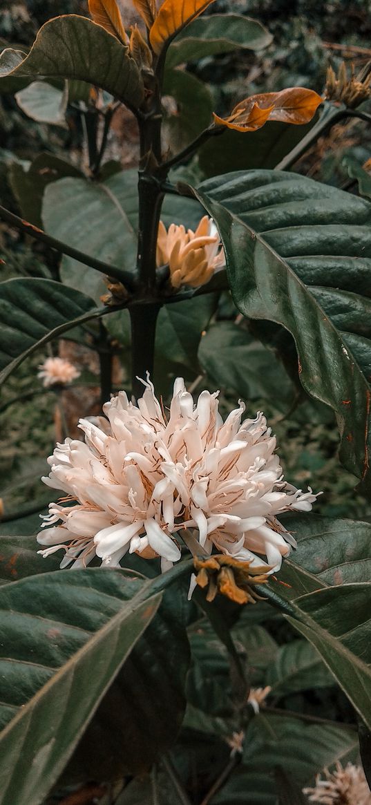 plant, coffee, leaves, flower, inflorescence, blooms, exotic