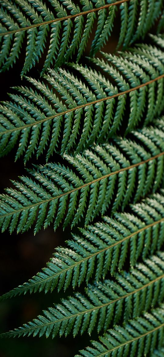 fern, leaves, carved, green, branch