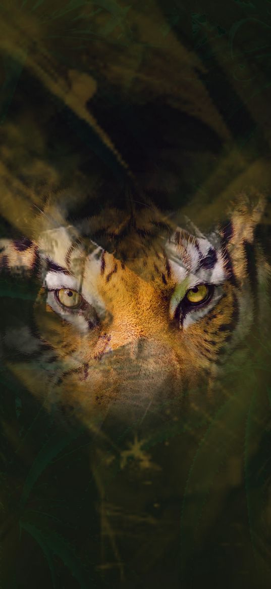 tiger, eyes, glance, hide