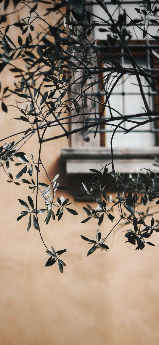 branch, leaves, window, wall, lattice