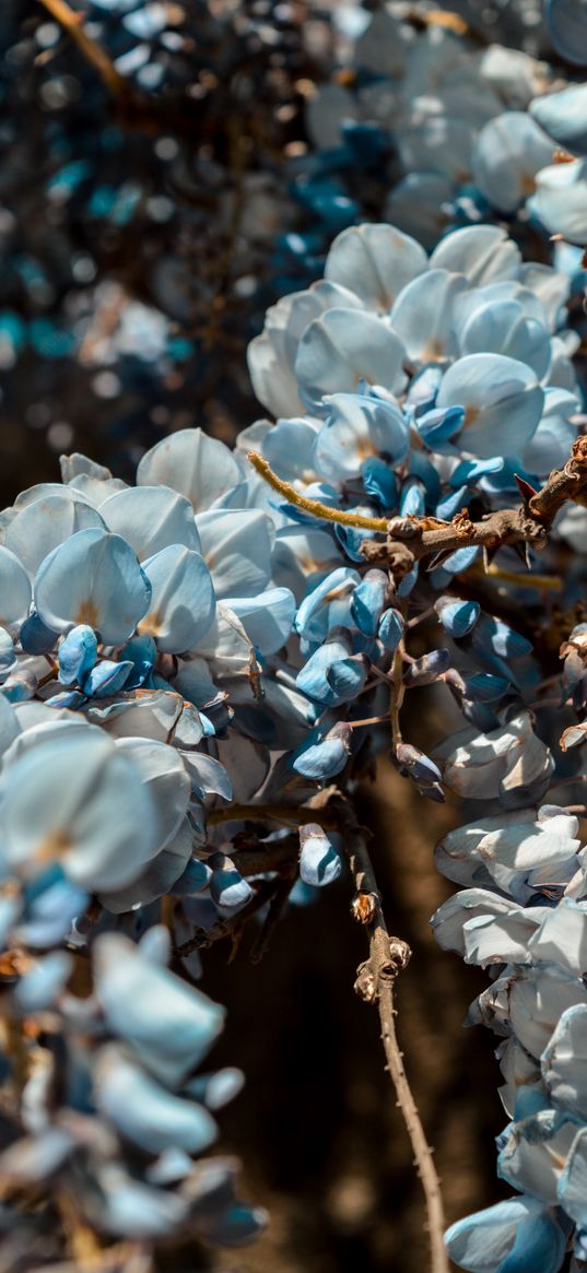 flowers, blue, branch, plant, blooms, spring