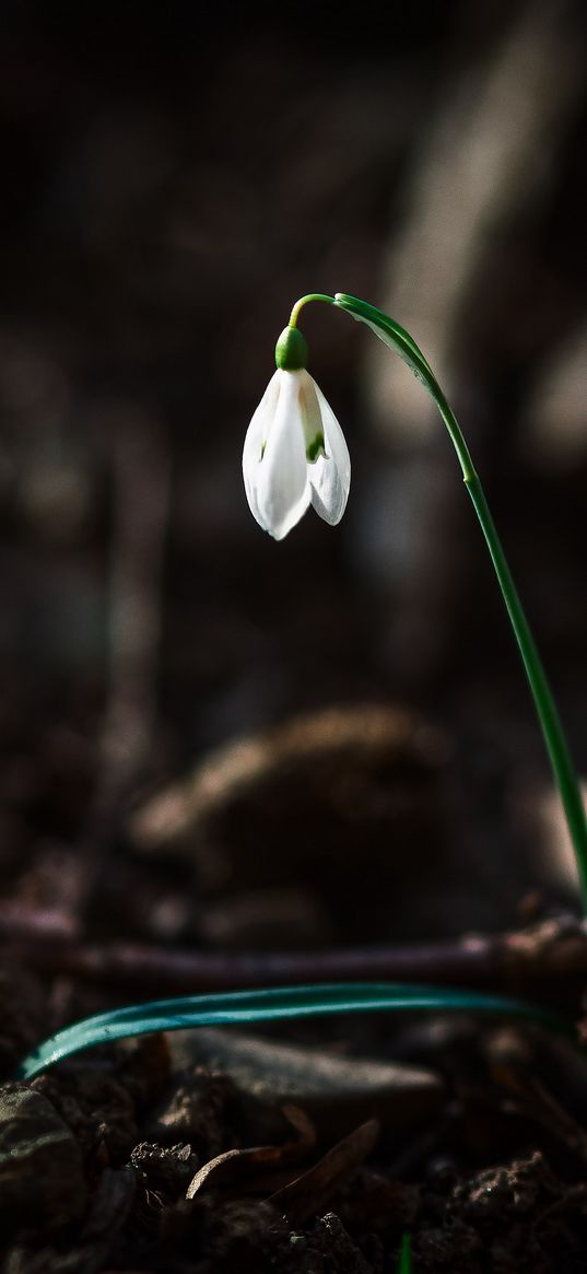 snowdrop, flower, white, spring, bloom