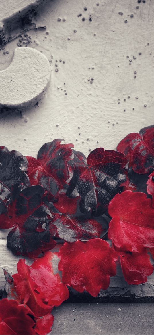 plant, leaves, red, vine, wall