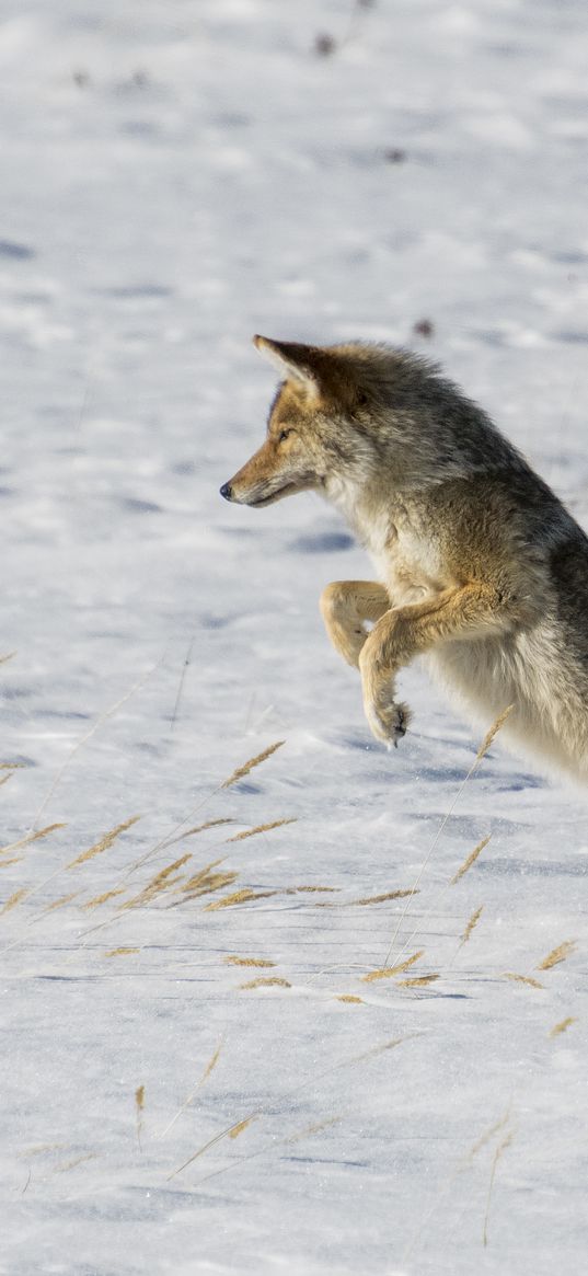 coyote, jump, hunting, snow, predator, wildlife