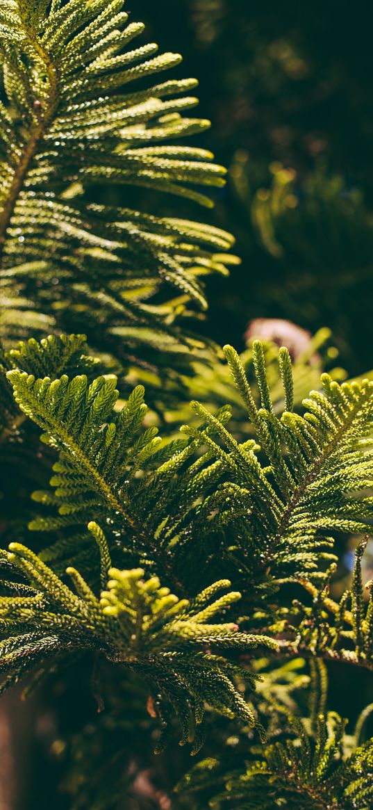 thuja, needles, branches, plant