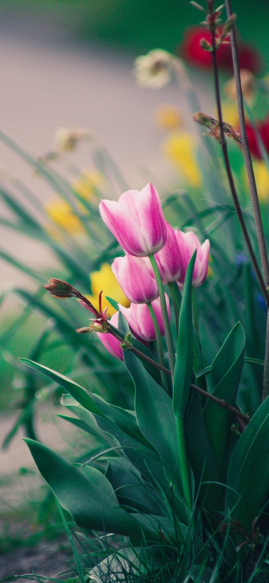 tulips, flowers, pink, bloom, flower bed