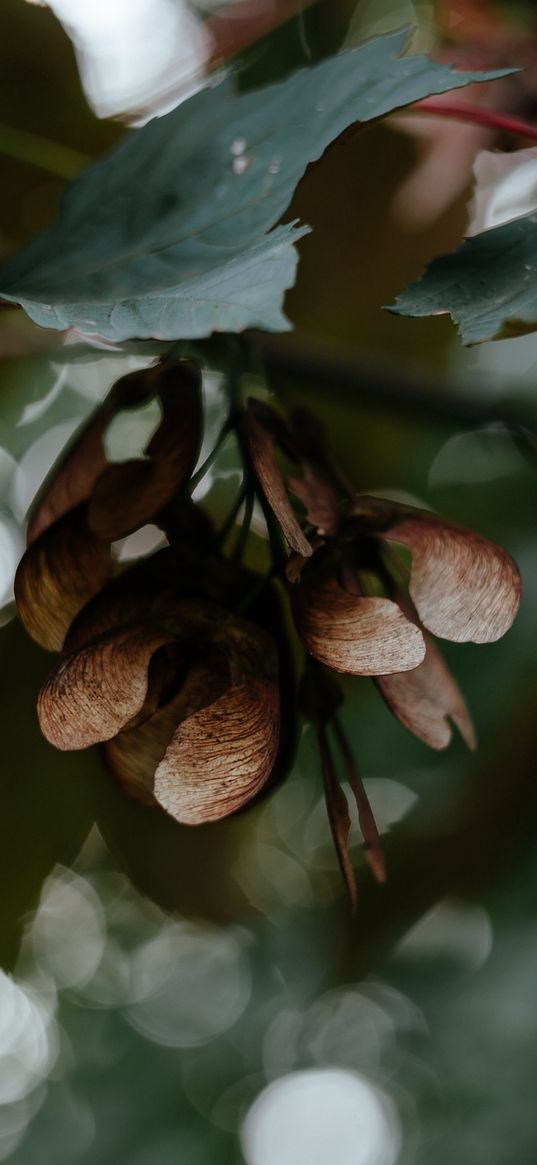 leaves, seeds, maple, branches, blur, bokeh