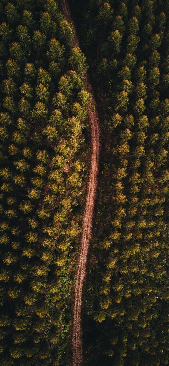 forest, road, aerial view, trees, tops