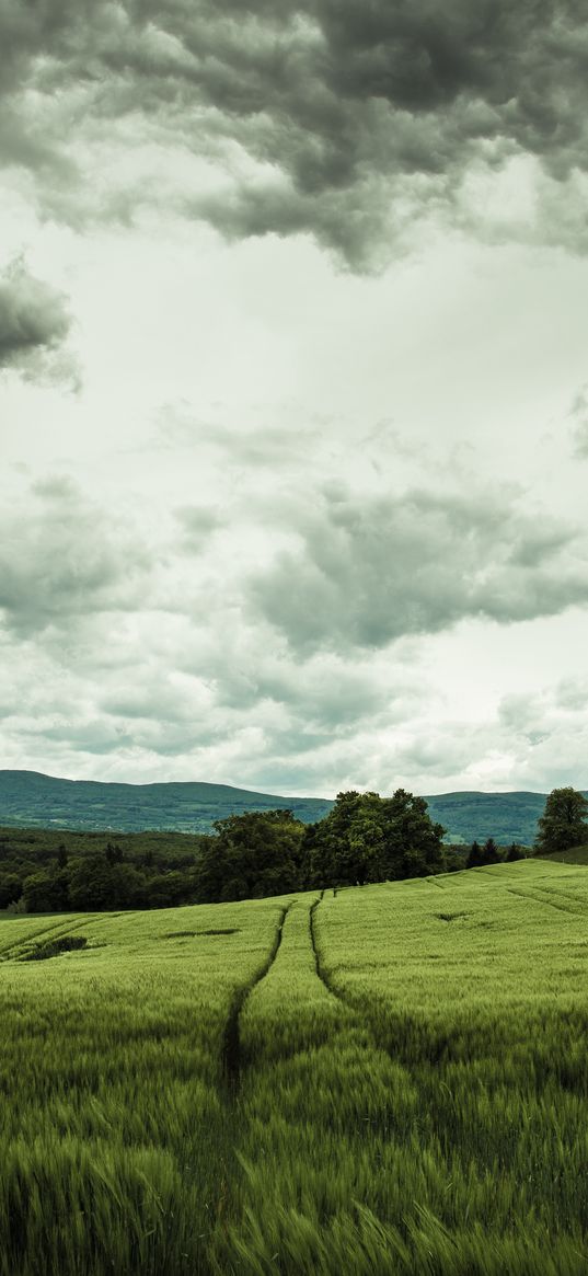 field, rye, landscape, hills, relief, trees, agriculture