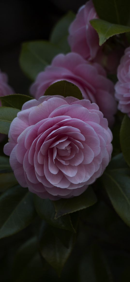 flower, pink, plant, bloom, closeup