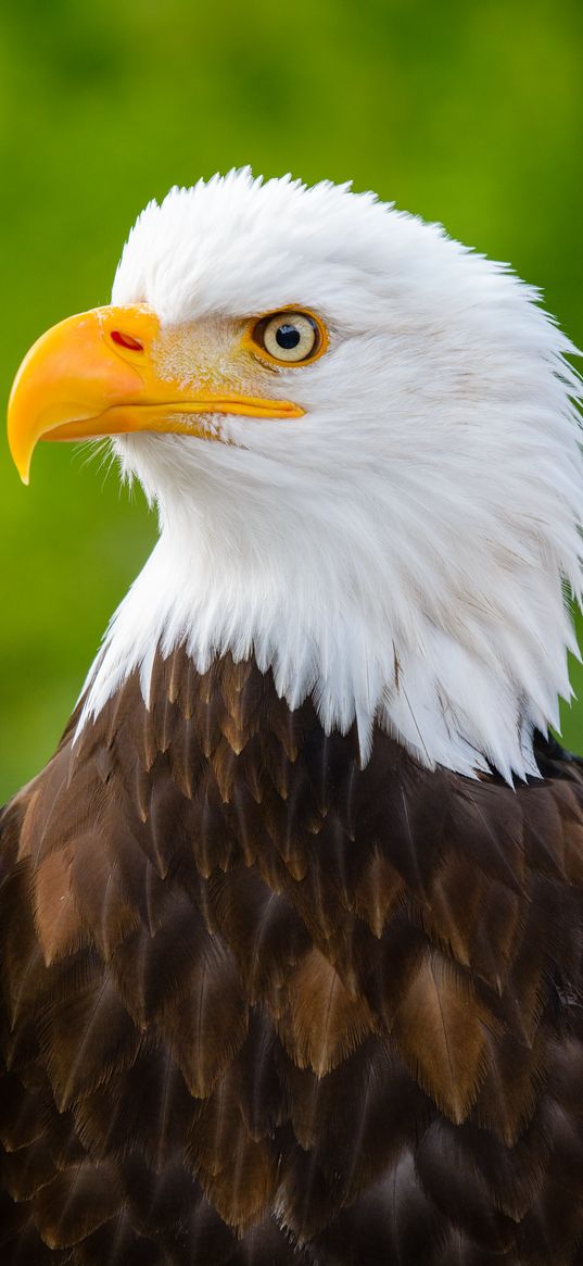 eagle, bird, predator, view, beak, profile