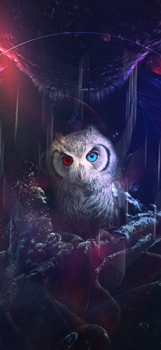 owl, bird, art, eyes, colorful